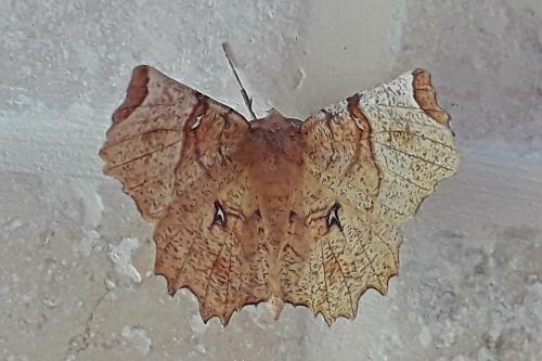 Réf. 322 034 : Selenia lunularia